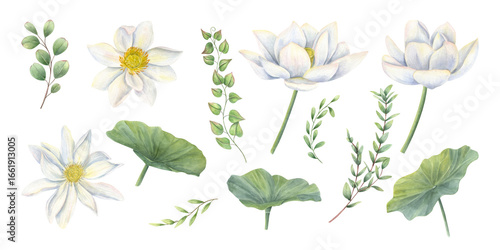 White lotus flower head, leaves and eucalyptus branches watercolor isolated illustration clip art. Blooming water lilies with greenery set for wedding stationery, Diwali decor, bouquet design.