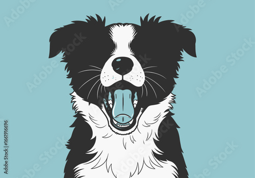 A black and white Border Collie dog with its mouth wide open, possibly yawning or barking, against a light blue background.