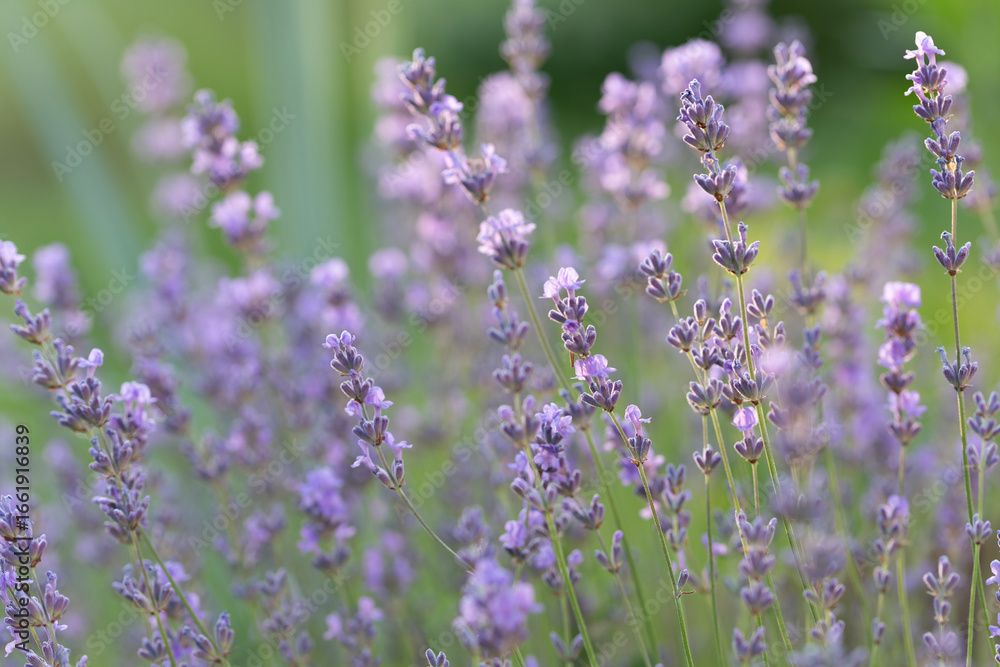 Naklejka premium Lavender, Lavandula angustifolia, in bloom, with purple flowers. This aromatic herb is widely cultivated for producing lavender essential oil, valued in aromatherapy, cosmetics, and natural healing.
