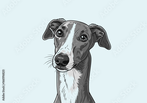 Fototapeta Close-up portrait of a greyhound dog.