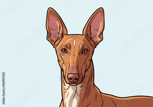 A detailed illustration of the head of a brown Ibizan Hound, a sighthound breed known for its large ears and elegant appearance.