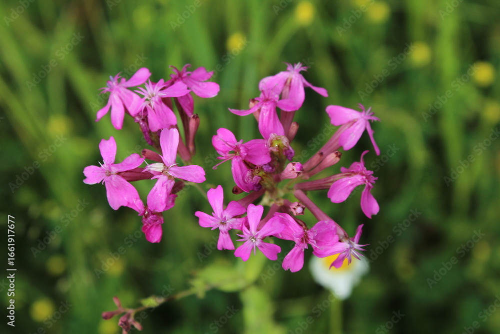 purple flowers in the garden