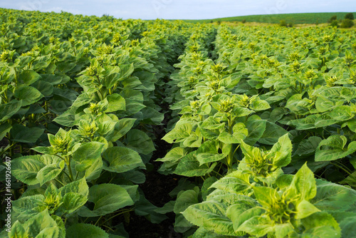Young green sunflowers growing in the field.