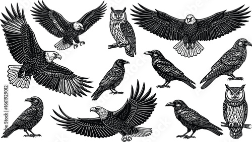 Eagles owls and ravens detailed vector illustration set with flying perched standing poses for wildlife nature bird art design projects