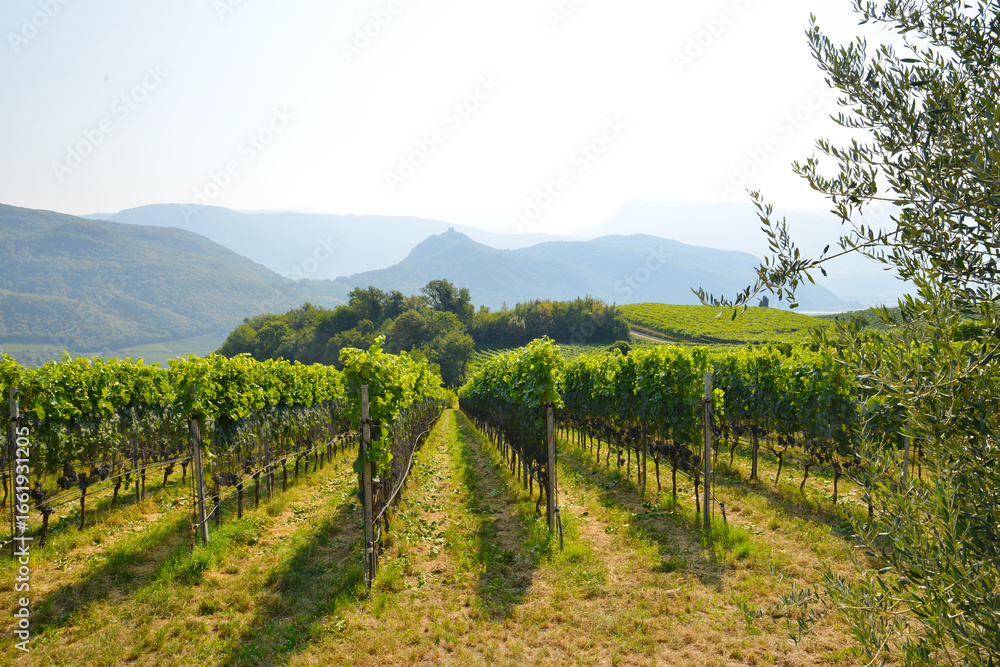 Naklejka premium Weinanbau, Südtirol