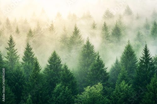 Fog envelops misty mountains where fir forests reside, and trees stand shrouded in the morning light