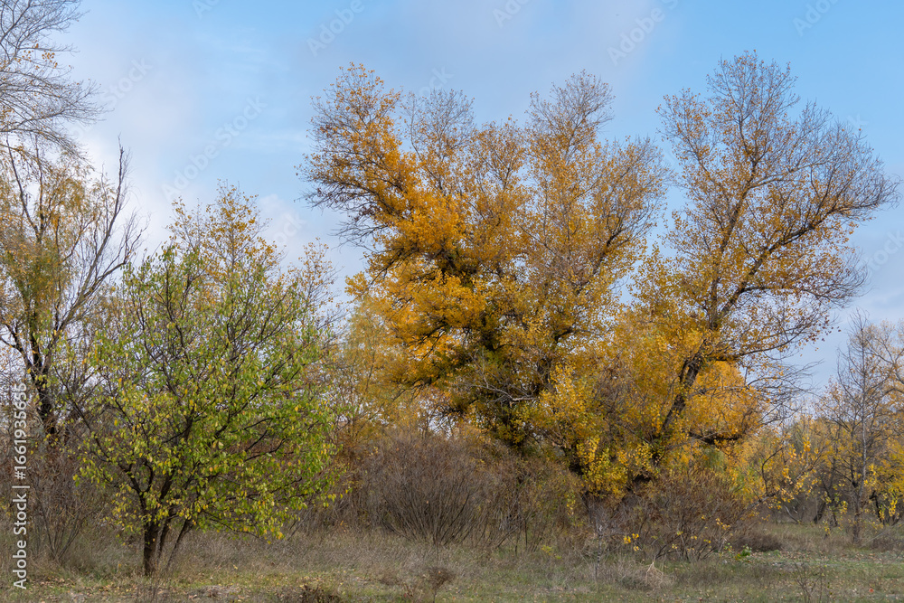 Fototapeta premium Empty walking path through autumn deciduous forest. Dirt road inside trees with yellow leaf in woodland. Treelined footpath way forward through autumn foliage color. Atmospheric mood of idyllic fall.