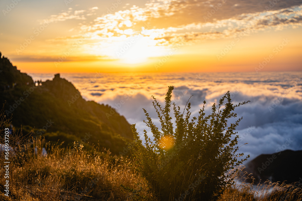 Obraz premium Bush in Sunrise