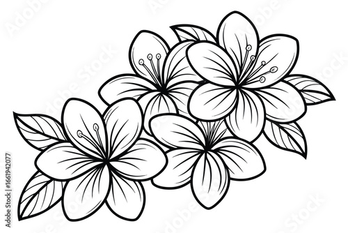 Black and white line art illustration of three cherry blossom flowers and leaves sakura floral
