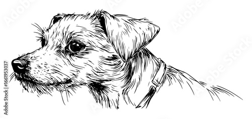 terrier dog head portrait hand drawn sketch illustration