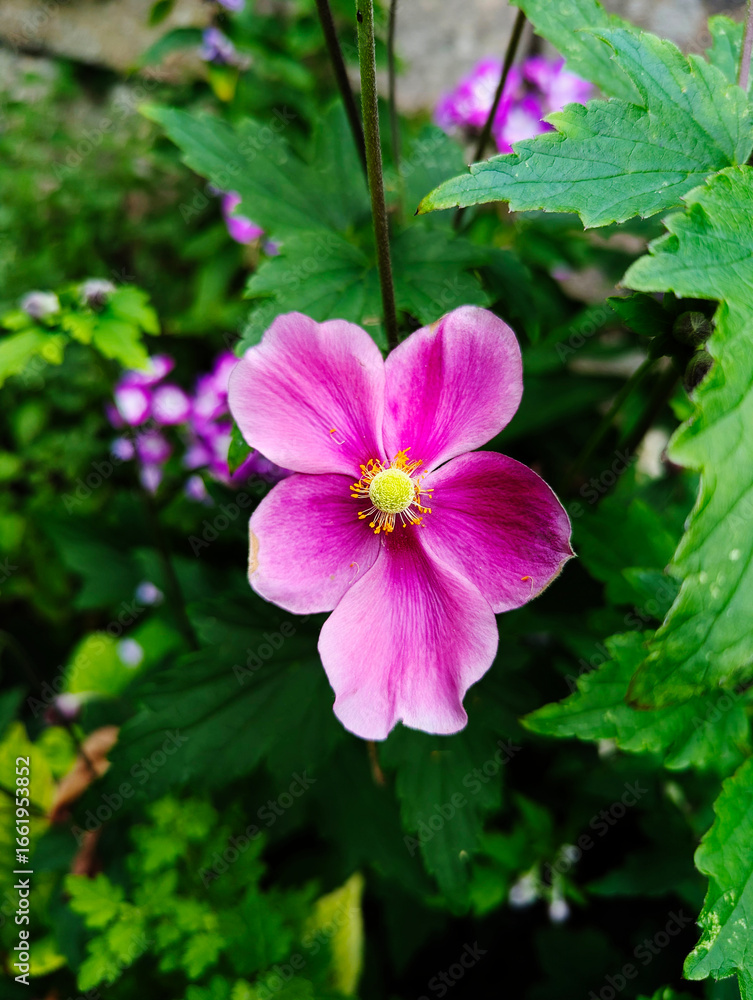 Anemone, Herbstanemone, Blüten, Blumen Anemone, Herbstanemone, Blüten, Blumen