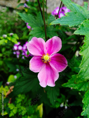 Anemone, Herbstanemone, Blüten, Blumen