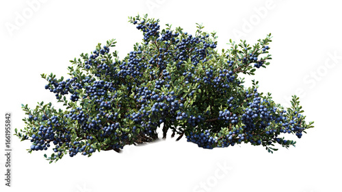 Photorealistic wild blueberry bush with fresh ripe blue fruit and vibrant green leaf. Healthy highbush blueberry shrub plant evoking natural, wholesome feeling, isolated