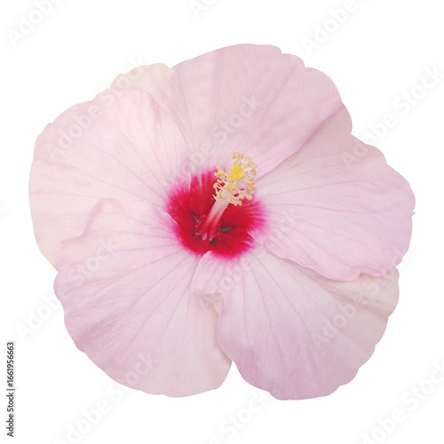 Wallpaper Mural pink hibiscus flower isolated on white background Torontodigital.ca