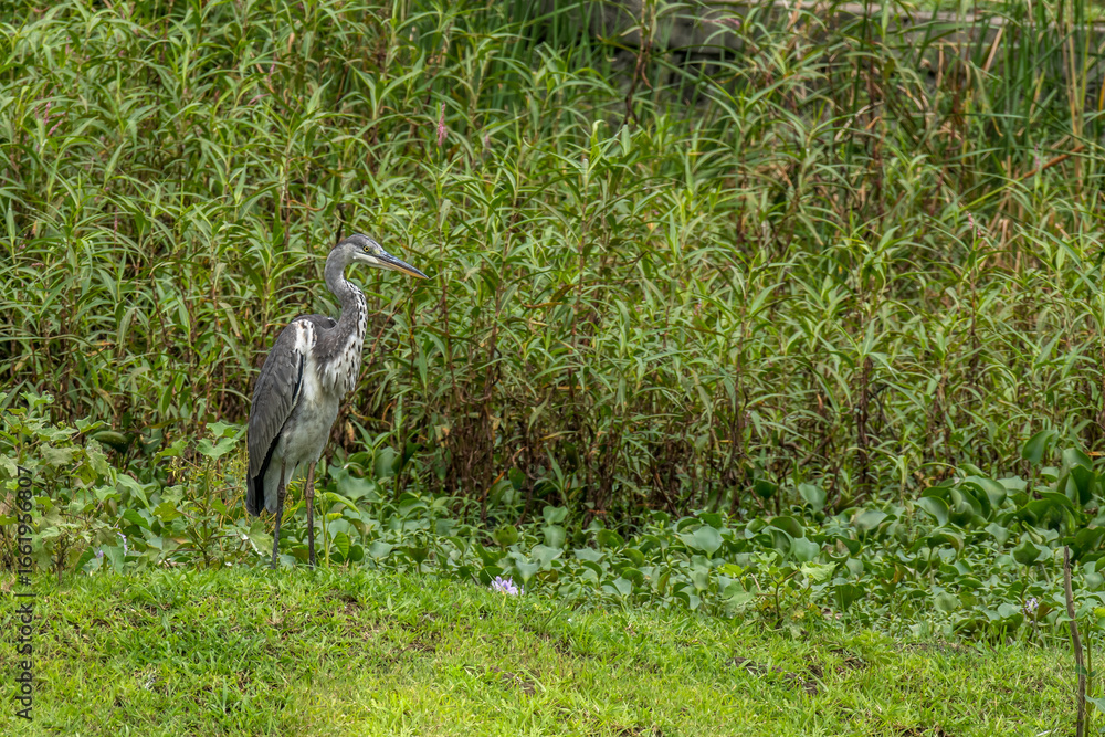 Fototapeta premium Gray heron in grass land of Bhigwan