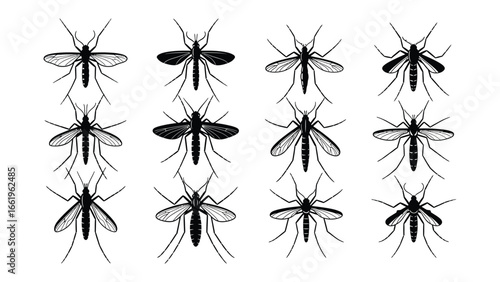 Mosquito in Pattern: A detailed, illustrative depiction of mosquitoes arranged in a repeating pattern, emphasizing their unique wing structures and slender bodies.