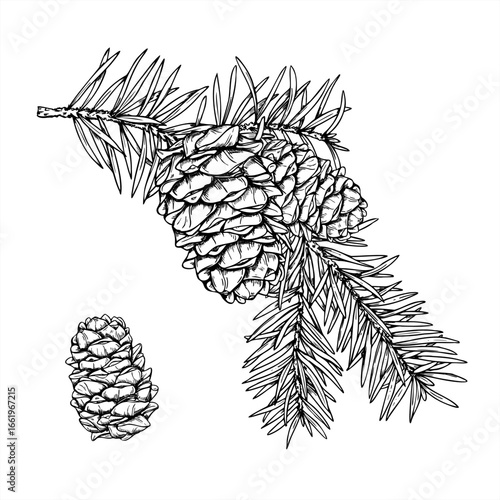 Christmas spruce branch with cones monochrome vector illustration painted by black inks. Winter evergreen pine sprig etching drawing for holiday greeting cards, festive packaging, seasonal decor