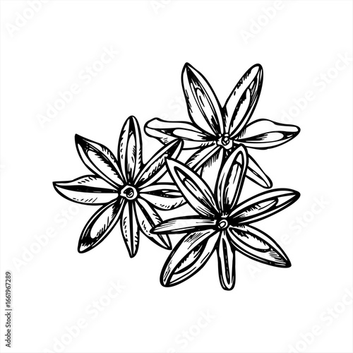 Three dried star anise seasoning hand drawn vector isolated illustration. Aromatic badian pods realistic sketch painted by black inks. Spice ingredient for medicine, Xmas drink, cooking winter recipe