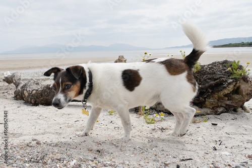 Small dog on beach