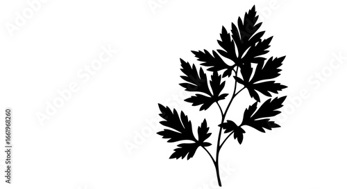 Black silhouette of delicate leafy branch on white background