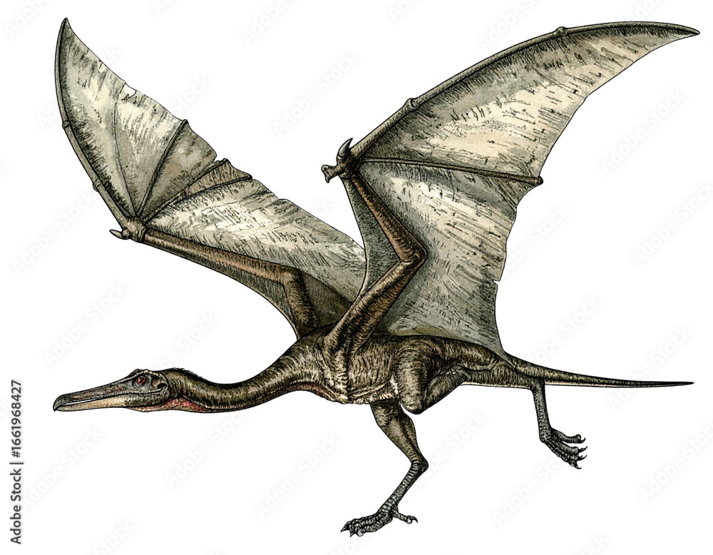 Fototapeta premium Pteranodon Flying Dinosaur Isolated on White Background PNG