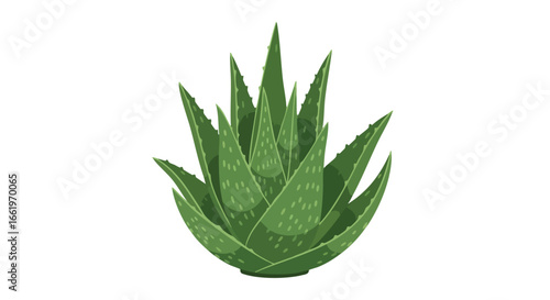 Illustration of a vibrant aloe vera plant showcasing its unique spiky leaves and green coloration isolated on white background