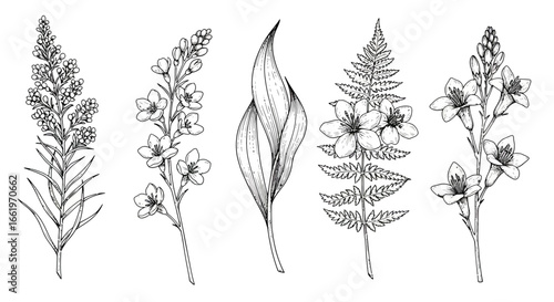 Elegant linear botanical floral outline art with leaves and blooms