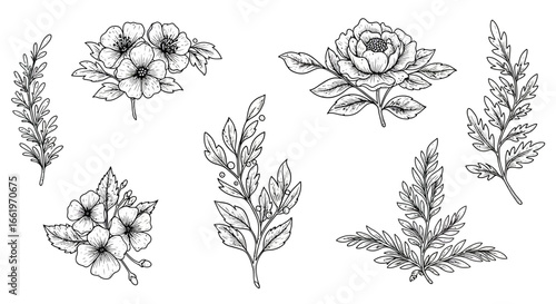 Elegant botanical floral elements for creative designs