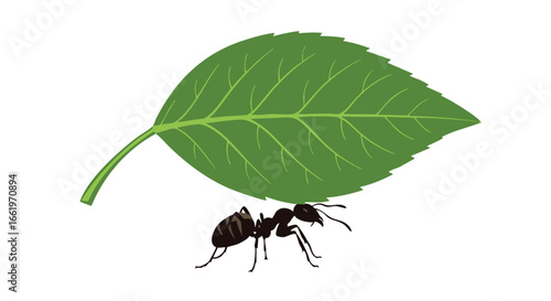 Detailed vector illustration of an ant carrying a vibrant green leaf with prominent veins against a clean white background featuring a simple yet