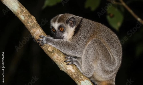 A lemur with striking eyes clings to a tree branch, observing its surroundings in the dark.