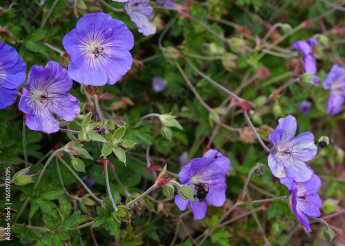 Closeup of vibrant purple-blue geranium flowers with green leaves and bees collecting nectar, highlighting natural beauty, pollination, and summer garden blooms.