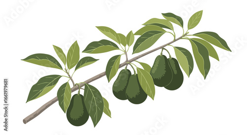 Artistic illustration of a vibrant avocado branch laden with fresh fruit and lush green leaves ready for harvest