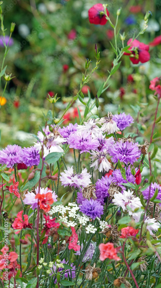 Obraz premium Cluster of pink and purple Cornflower blooms, Derbyshire England 