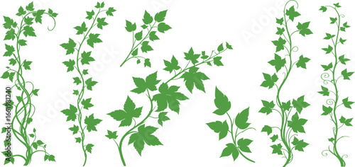 Green vines with leaves set. isolated on transparent background vector illustration