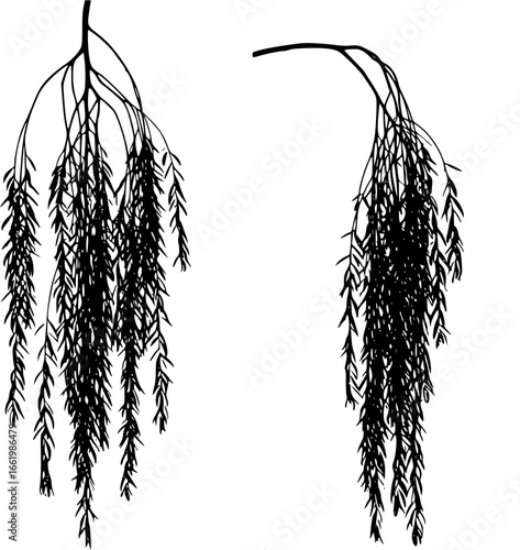 branch of willow silhouette
