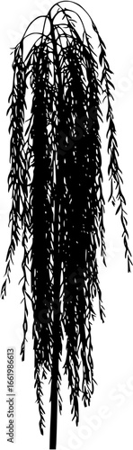branch of willow silhouette
