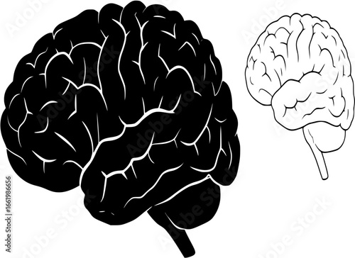 human brain silhouette
