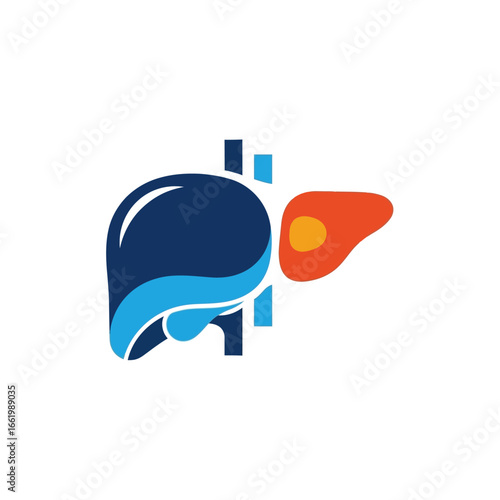 Liver anatomy graphic illustration, human internal organ, medical health design.