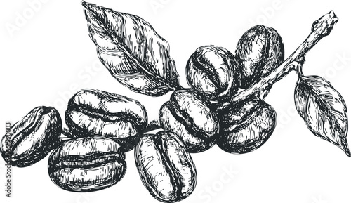 Hand Drawn Coffee Beans on Branch with Leaves Sketch