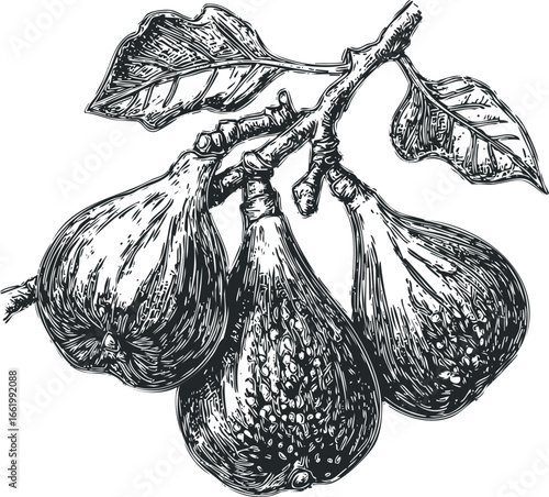 Ink drawing of three ripe figs on a branch with leaves