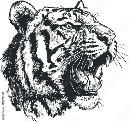 Detailed ink sketch of a roaring tiger head with open mouth and sharp teeth