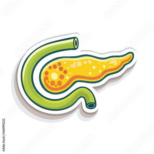 Detailed medical illustration of the human pancreas, showcasing its anatomical structure and functions within the digestive system.