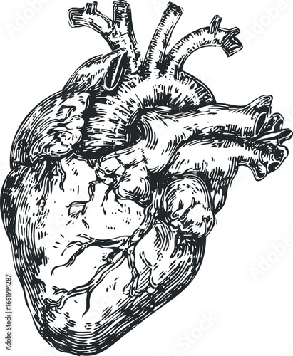 Detailed Hand-Drawn Anatomical Human Heart Illustration with Veins and Arteries