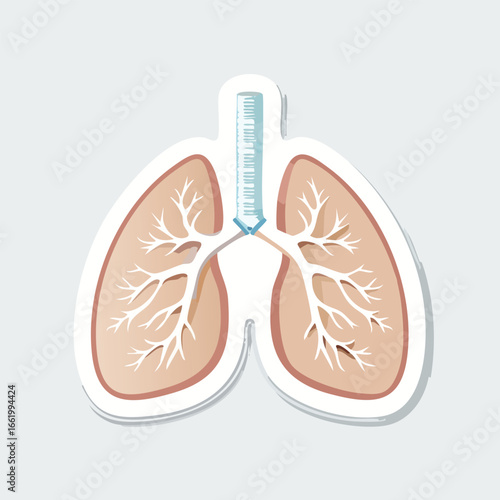 Anatomical illustration of the human respiratory system, depicting the lungs and airways in detail.