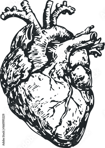 Black and White Stylized Human Heart Anatomy Graphic