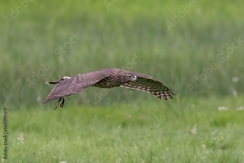 The goshawk is a marvel of nature and one of the birds preferred by falconers.