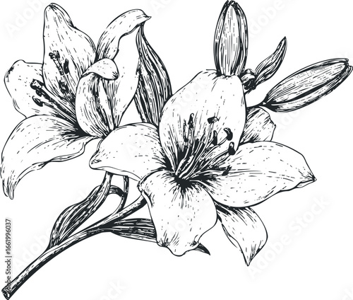 Hand Drawn Lily Flowers and Buds Sketch on White Background