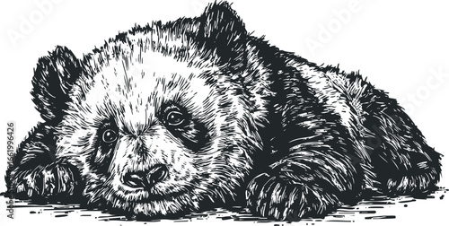 Black and white sketch of a resting giant panda cub