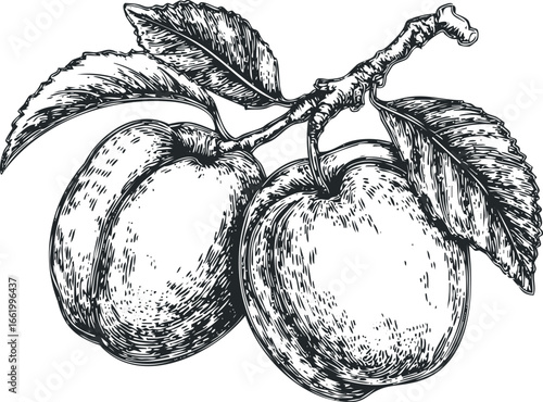 Detailed sketch of ripe plums on a branch with leaves