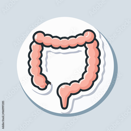 Illustration of the human colon, depicting the large intestine's structure and function in the digestive system.